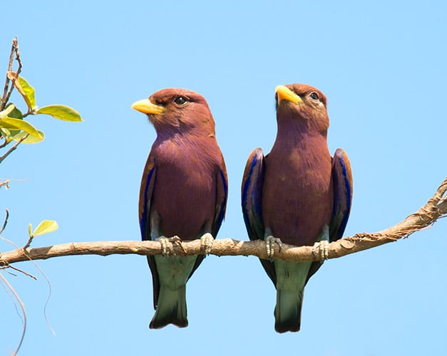 Lilac-breasted rollers on a branch, Namibia