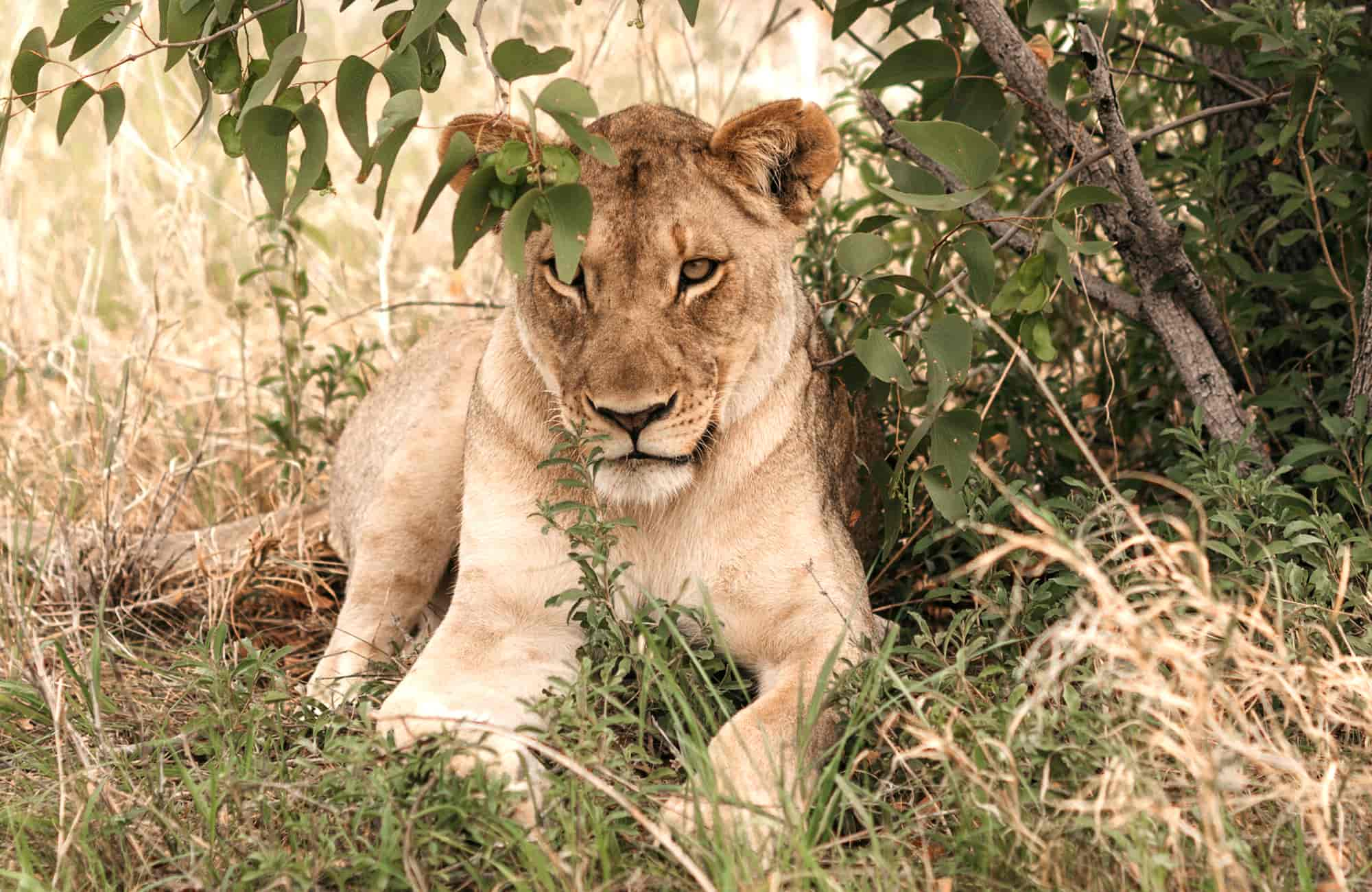 Etosha Safari Lodge