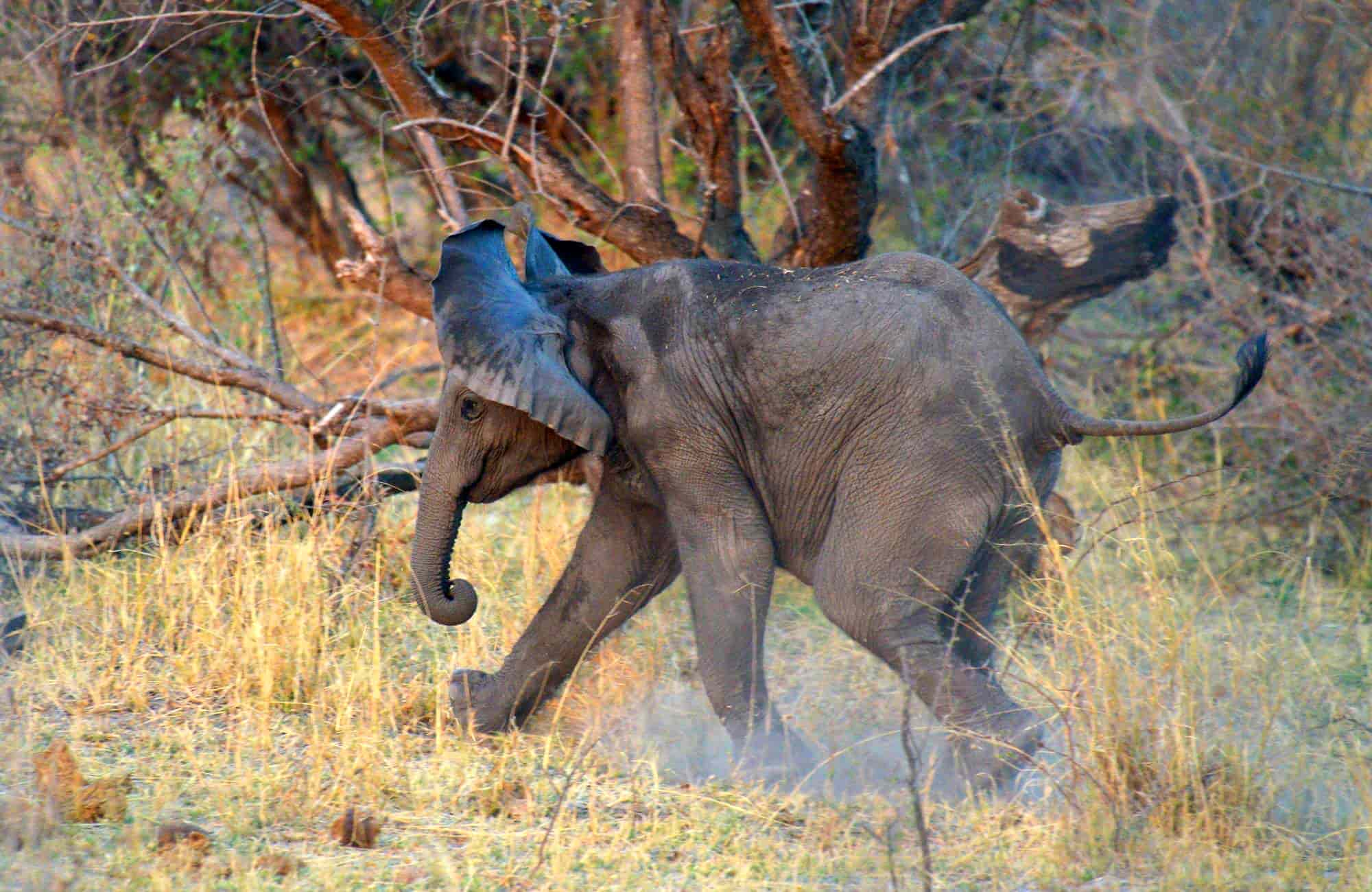 Etosha Safari Lodge