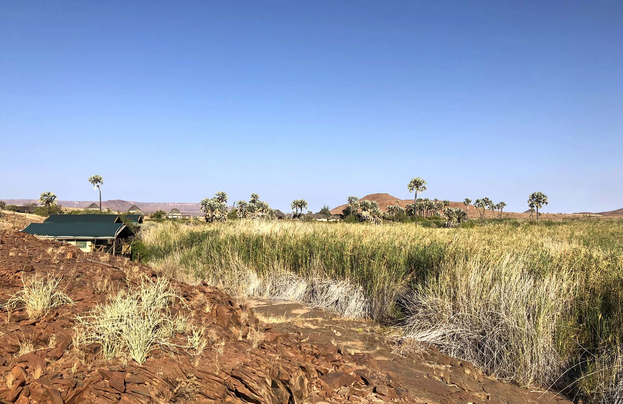Veld and Palm Trees View
