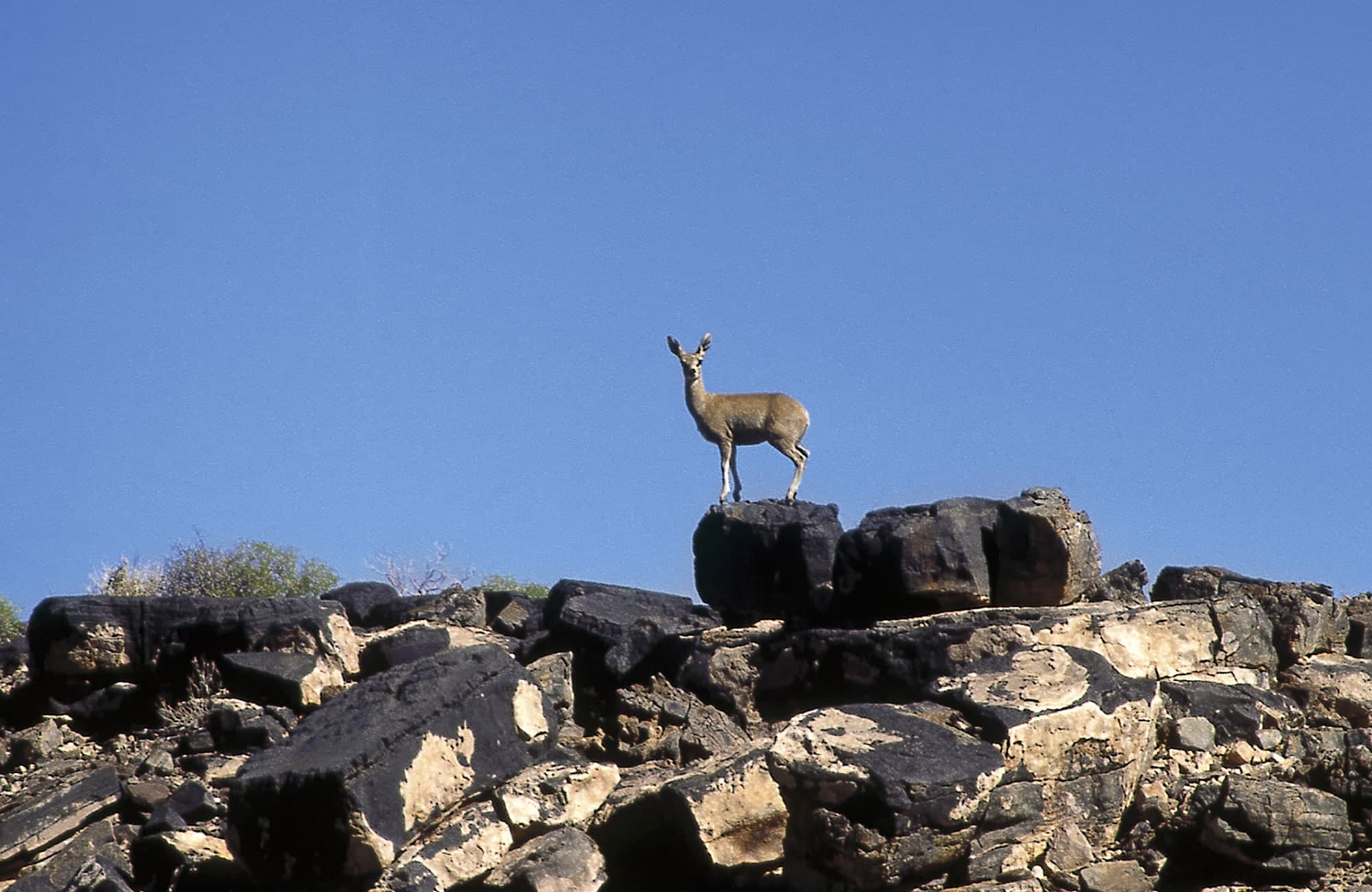 Klipspringer on rock