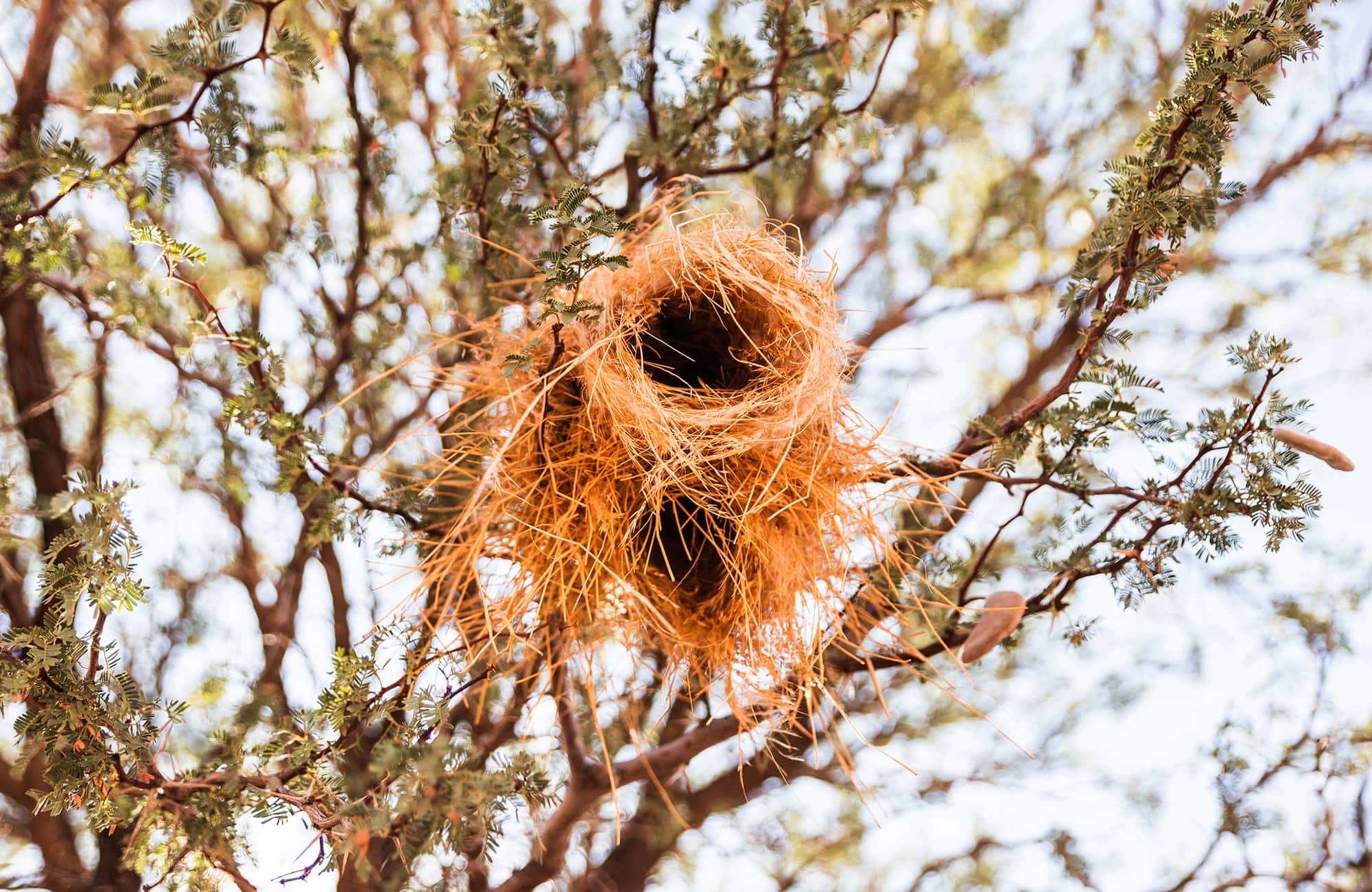 Bird Nest