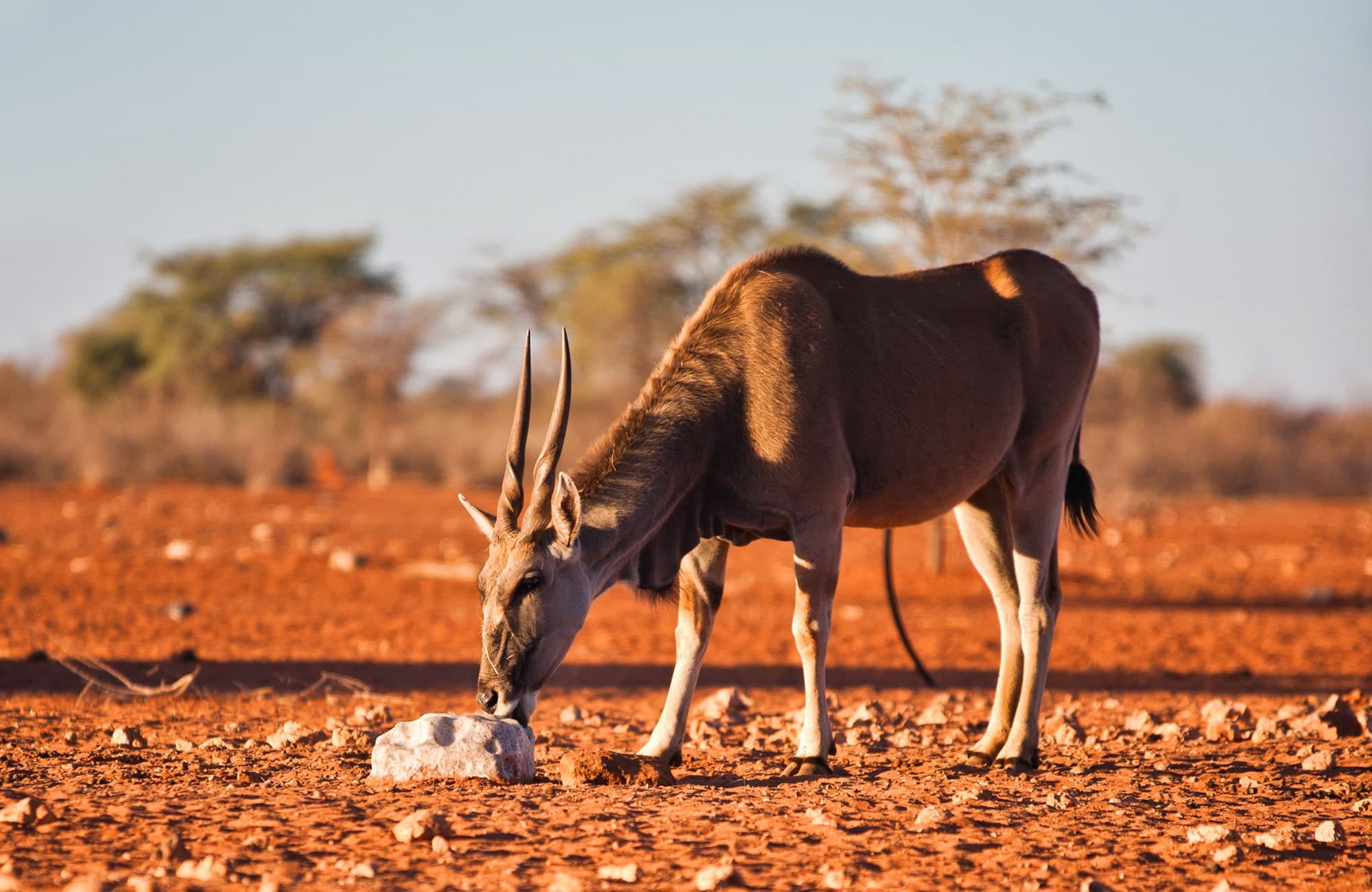 Eland