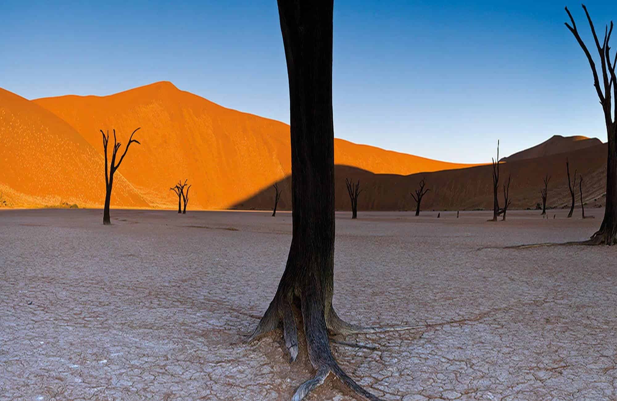 Dead Vlei Trees View