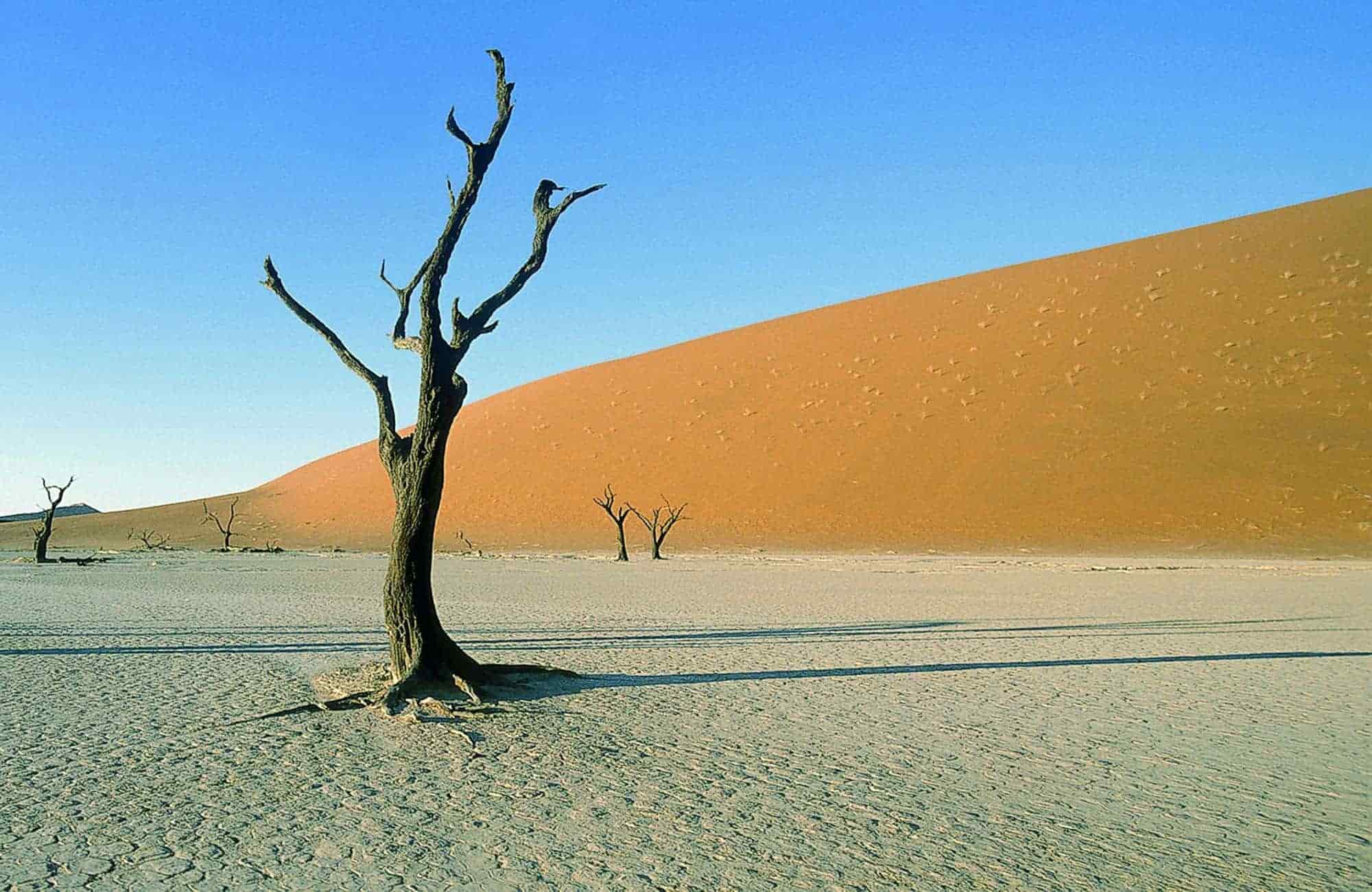 Deadvlei Tree
