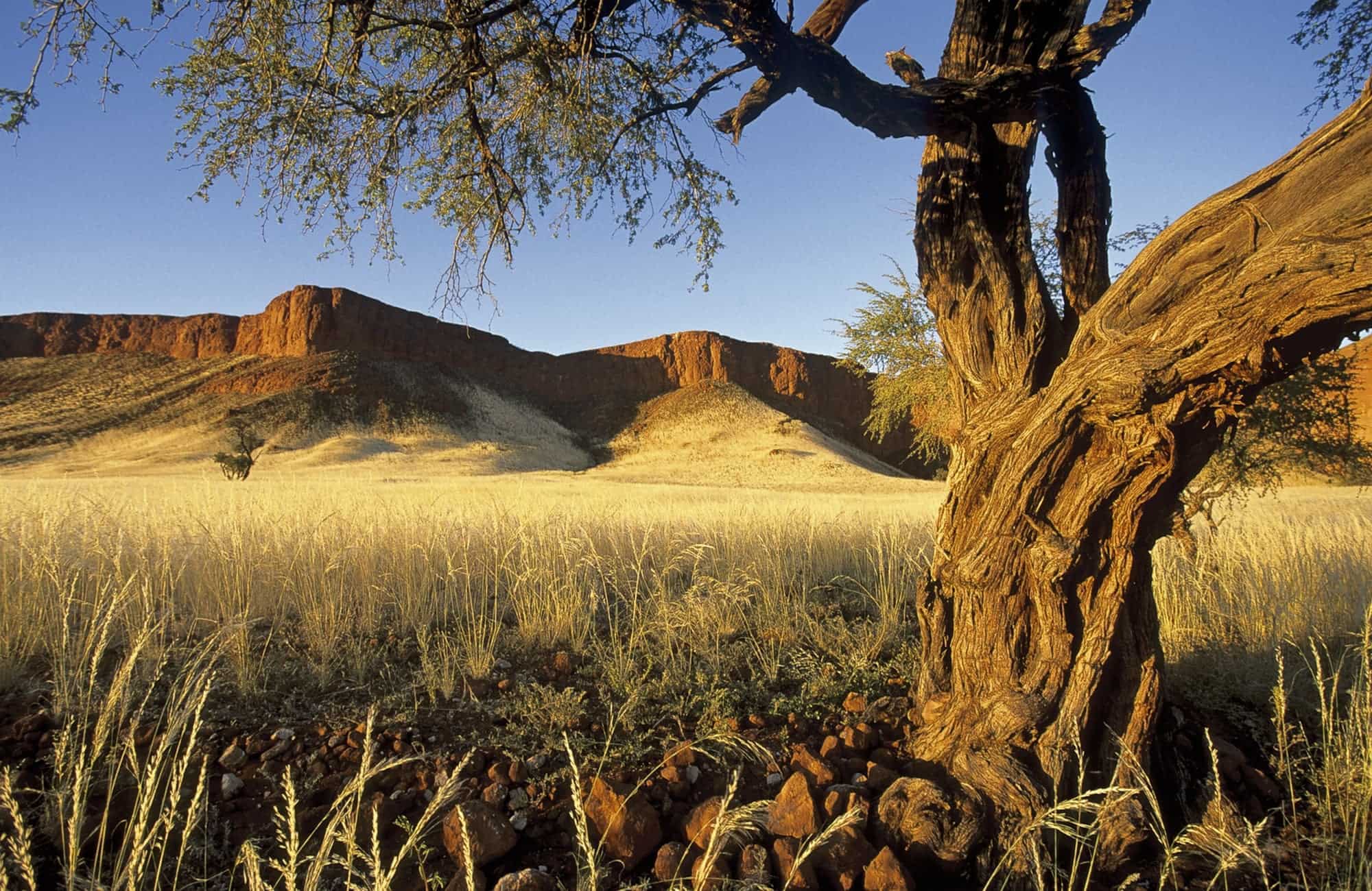 Tree and Mountains