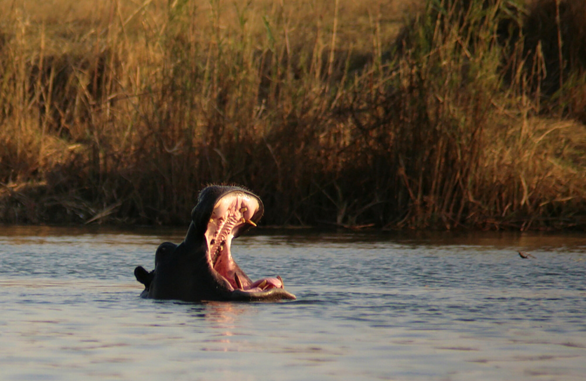 Hippopotamus in River