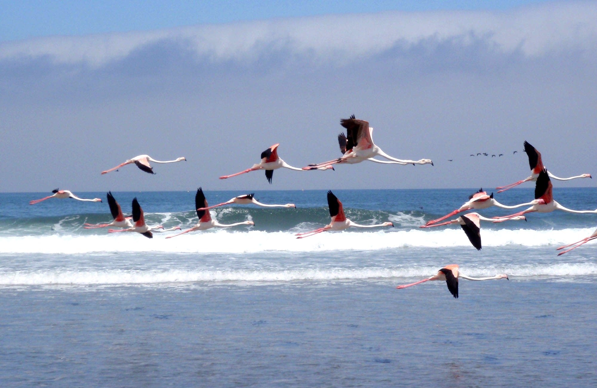 Flamingoes Flying