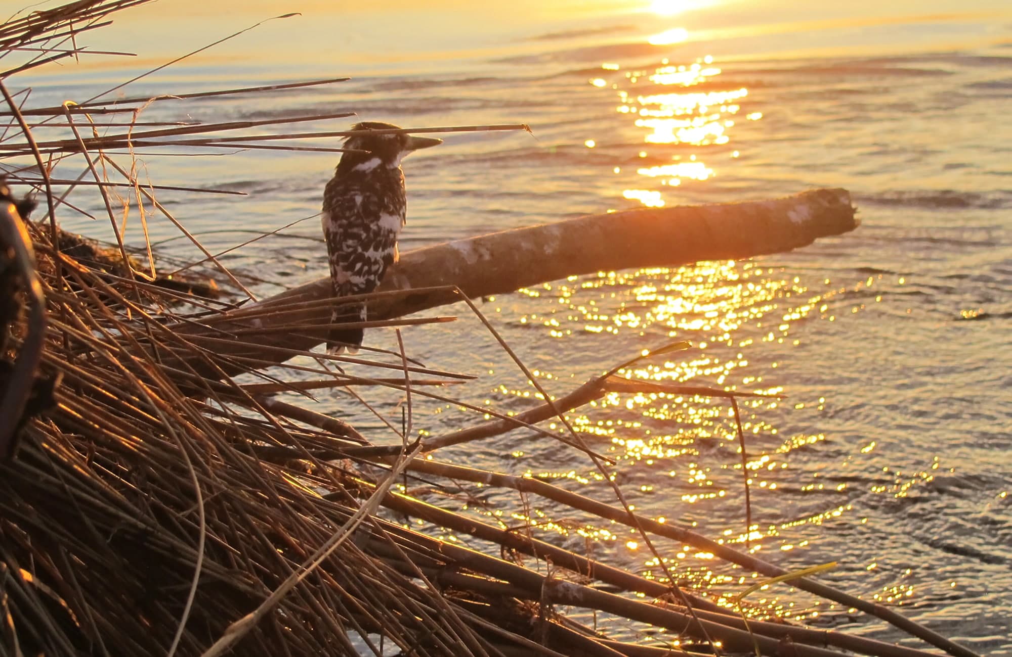 Bird on Riverbank during sunrise