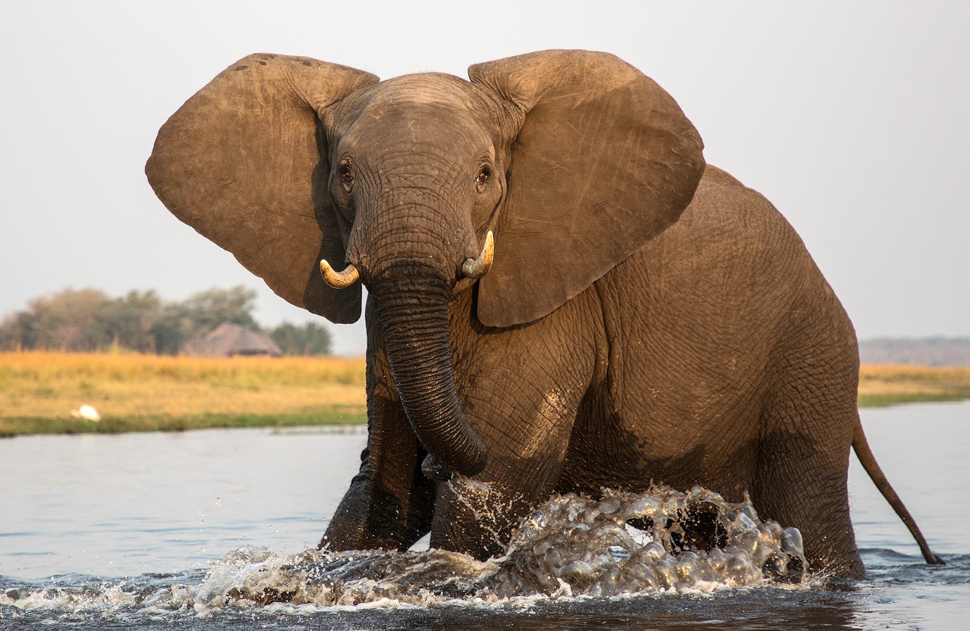 Elephant in River