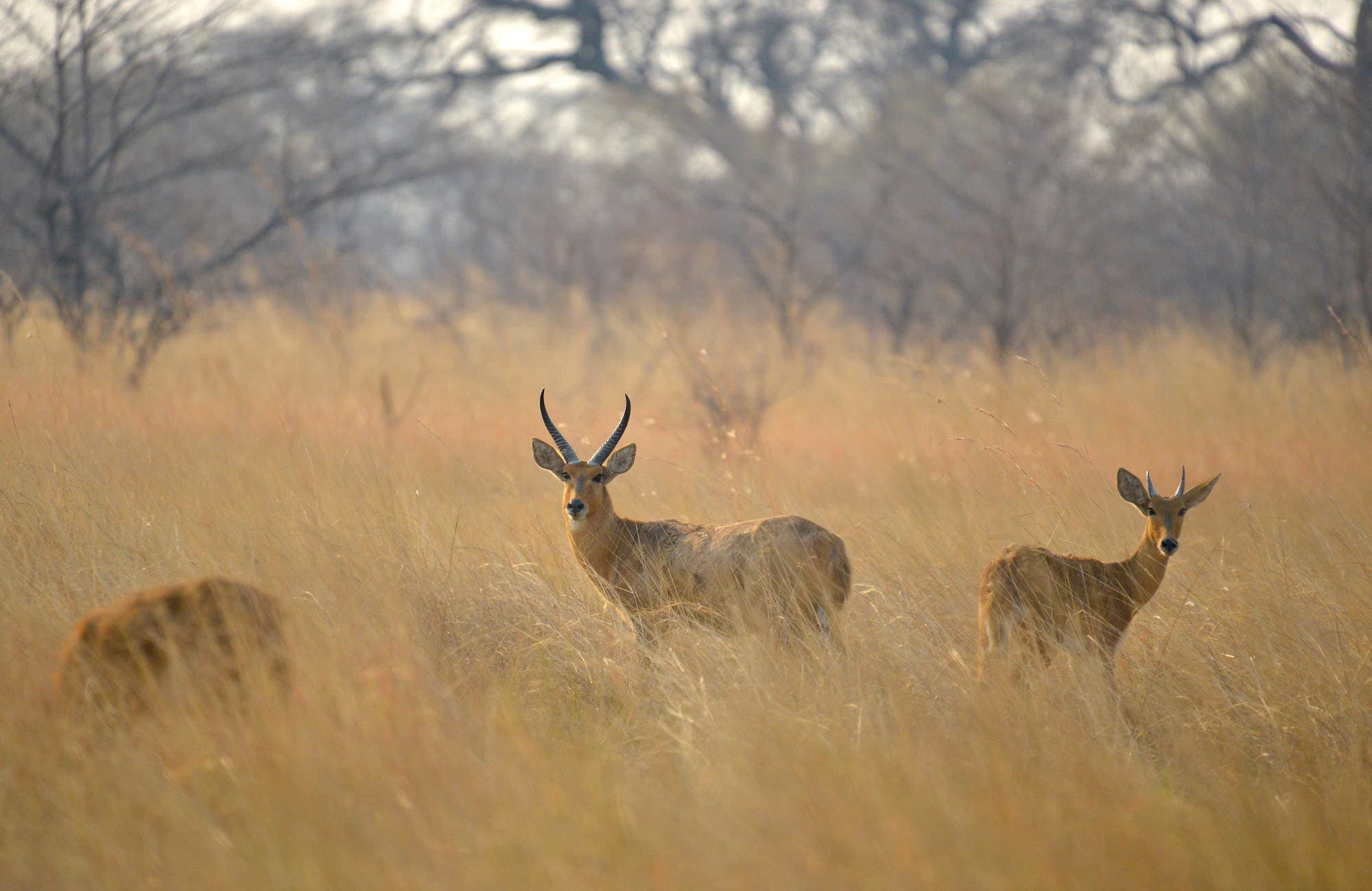 Impala in veld
